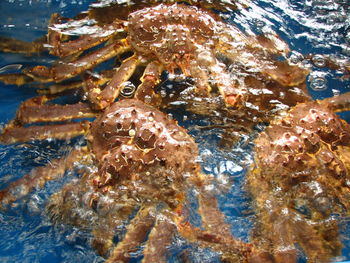 Crabs are found in all the world's oceans