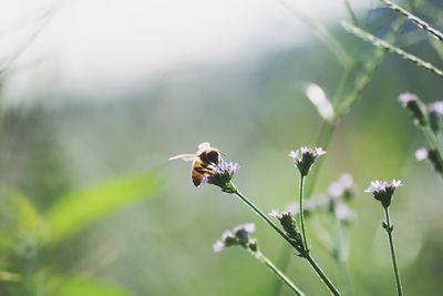 Close-up of honey bee pollinating on wildflower