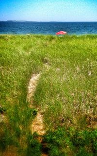 sea
