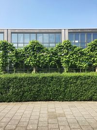 Plants growing in garden