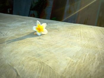 Close-up of white flower on table