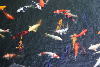 High angle view of koi carps swimming in lake