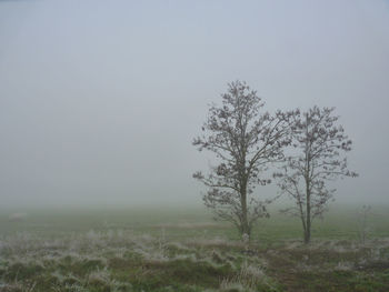 Tree on field against sky