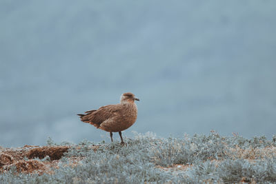 Bird perching on land