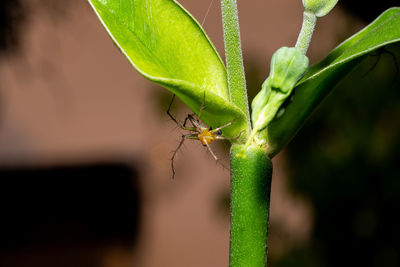 Close-up of insect on leaf