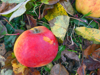 Close-up of apples in autumn