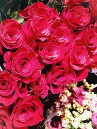 Close-up of red rose