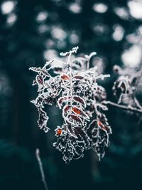 Close-up of frozen plant