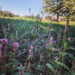 Pink flowers blooming in field