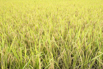 Full frame shot of corn field