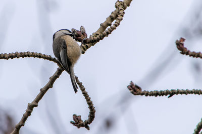 Low angle view of bird perching on branch