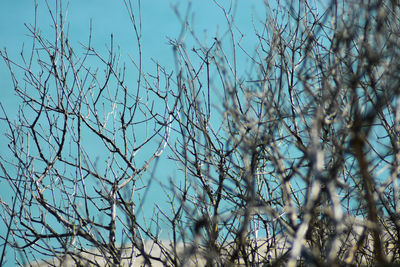 Close-up of bare tree against clear blue sky