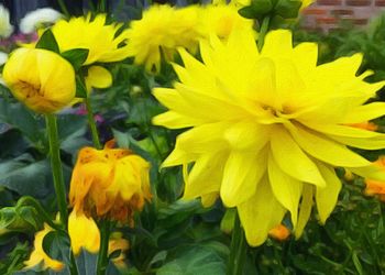 Close-up of yellow flowers