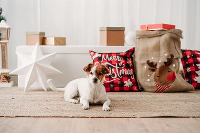 Adorable jack russell dog indoor in front of christmas decoration at home