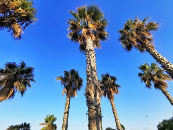 Low angle view of palm trees against blue sky