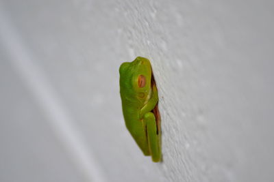 Close-up of green lizard