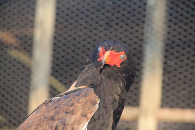 Close-up of bird perching outdoors