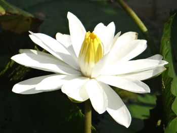 Close-up of white flowering plant