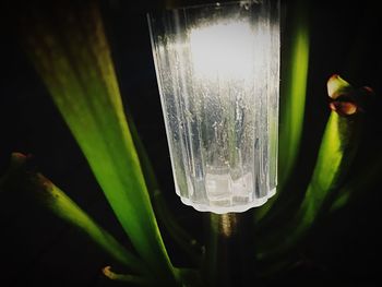 Close-up of flower in glass