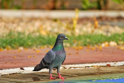 Close-up of pigeon perching on retaining wall