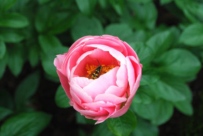 Close-up of insect on pink flower