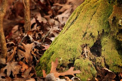 Close-up of green leaves on moss covered field