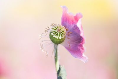 Close-up of pink flower blooming outdoors