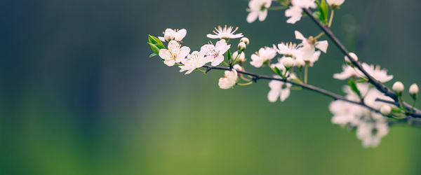 Plum branch with white flowers in the park, selective focus, banner