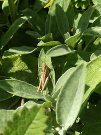 Close-up of insect on plant