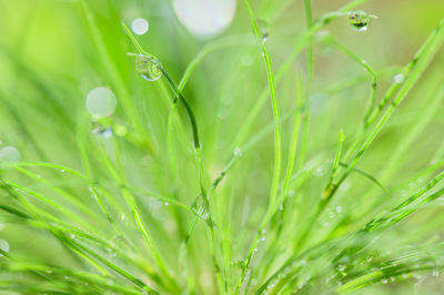 Close-up of wet grass