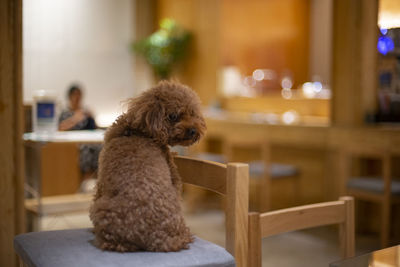 Dog sitting on table at home