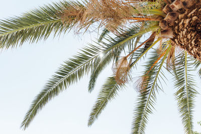 Low angle view of palm trees against sky