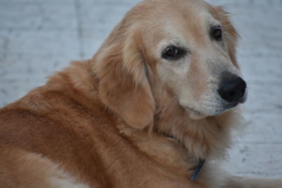 Close-up of dog