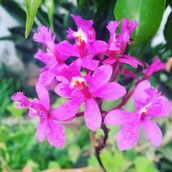 Close-up of pink flowers blooming outdoors