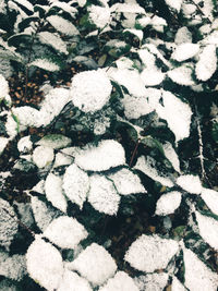 High angle view of snow on land