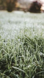 Close-up of grass in field