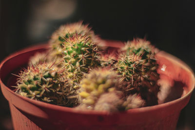 A macro photo of a cactus plant 