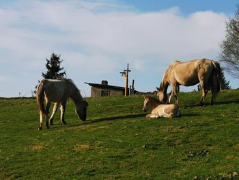 Horses grazing on field against sky