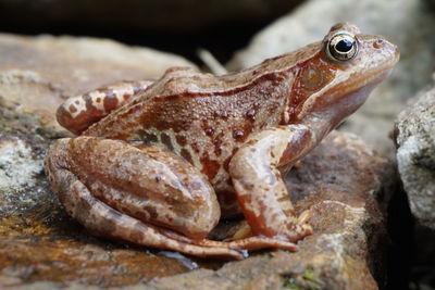 Close-up of lizard