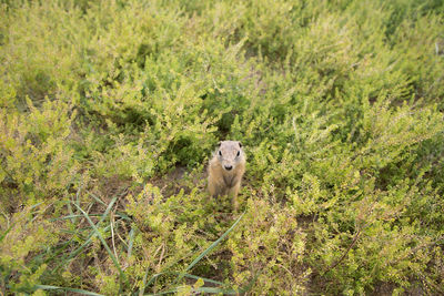 Sheep in a field