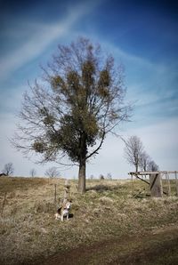 Tree on field against sky