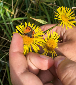 Close-up of hand holding yellow flower