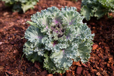 Close-up of purple flowering plant in field