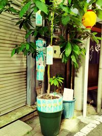 Potted plants in backyard