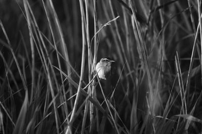 Bird perching on a field