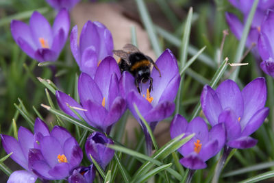 Close-up of honey bee pollinating on purple crocus