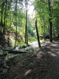 Trees growing in forest