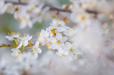 Beautiful white plum tree flowers blossoming during the spring.