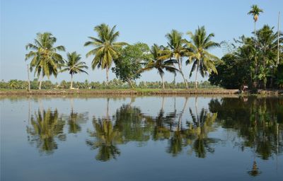 Reflection of palm trees in water