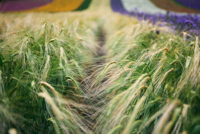 Close-up of wheat growing on field